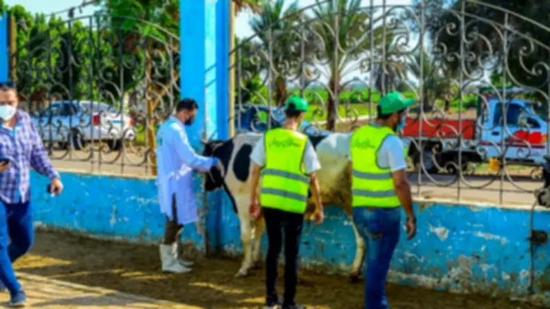 تضامن الغربية: نحر 75 عجل بلدى خلال أيام التشريق بمجزر شبشير الحصة