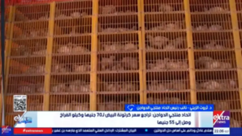 نائب منتجي الدواجن: كرتونة البيض في المزرعة بـ75 جنيها والتصدير يخفف الفائض