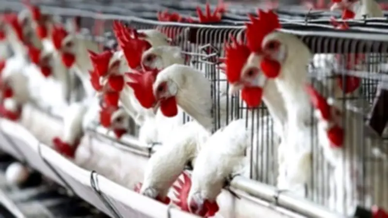هبوط جديد في أسعار الدواجن البيضاء إلى 85 جنيهاً للكيلو