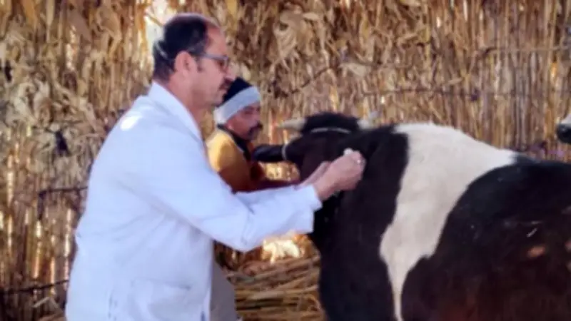تحصين 89 ألف رأس ماشية ضد الحمى القلاعية والوادي المتصدع في المنيا