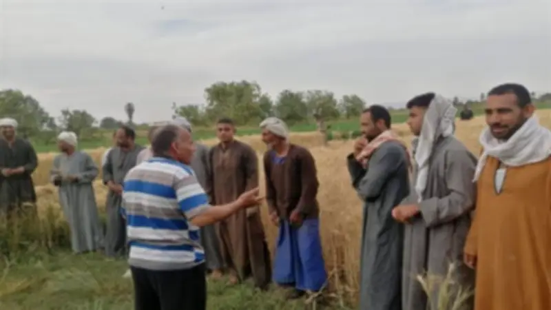 زراعة الأقصر: انطلاق موسم توريد القمح وزراعة 975 فدان قصب خلال أبريل
