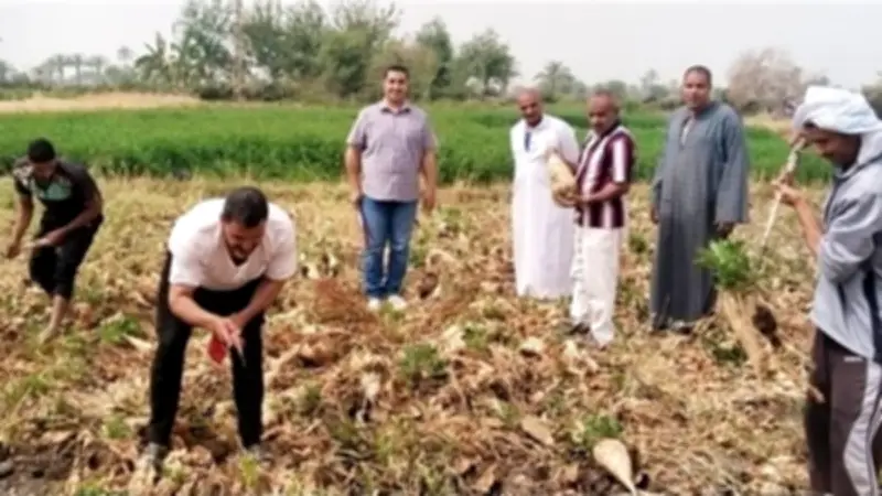 الفيوم تنظم يوم حصاد لبنجر السكر في سنرو وتوضح شروط السلف الزراعية
