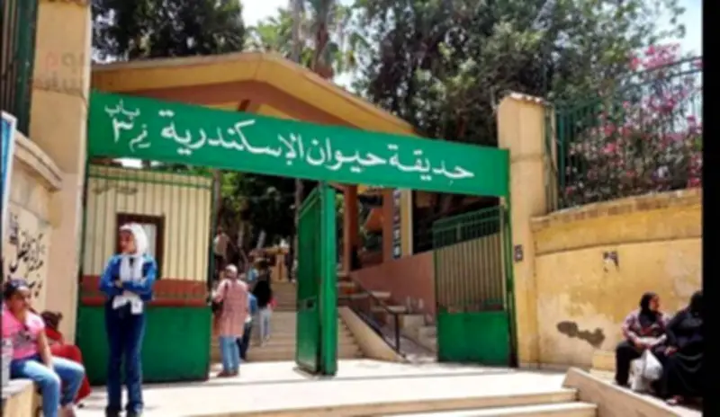 صغار الشمبانزي وزواحف نادرة: نقل حيوانات حديقة الإسكندرية قبل تهريبها للهند