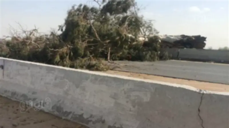 سقوط شجرة على أسلاك كهرباء بطريق نقيطة بالمنصورة يعطل الحركة