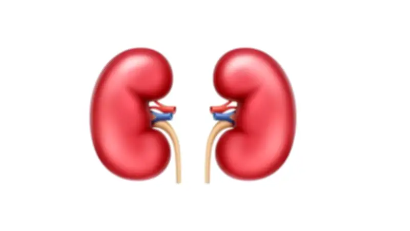 أعراض كسل الكلى وأسبابه وطرق العلاج: دليل شامل للوقاية
