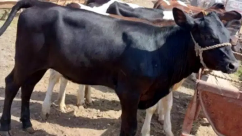 ارتفاع العجول البقري وانخفاض الجاموسي في أسواق الأضاحي اليوم