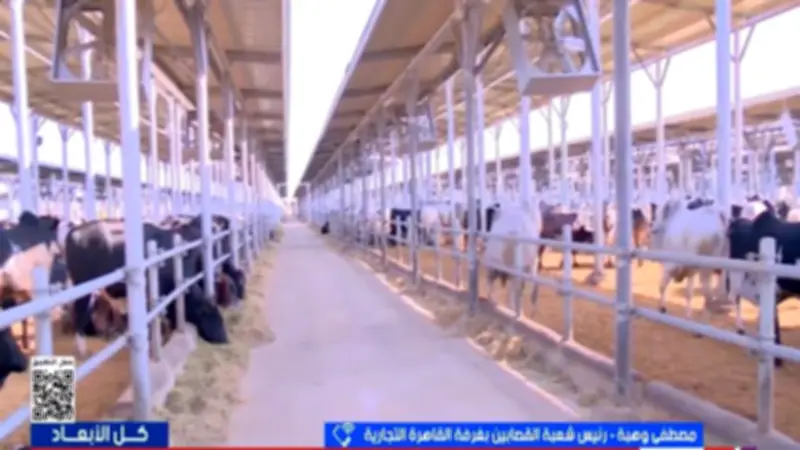 رئيس القصابين: استقرار أسعار العجول قبل عيد الأضحى مع وفرة المعروض