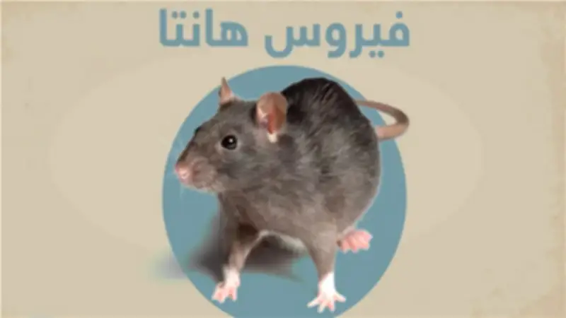 هل فيروس هانتا معدٍ؟ الصحة العالمية تكشف الأعراض والمضاعفات