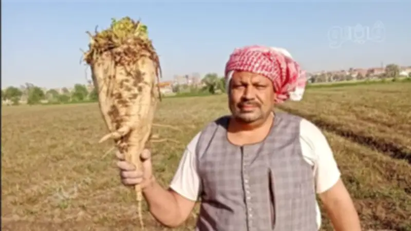 فرحة المزارعين ببني سويف مع بدء حصاد محصول البنجر