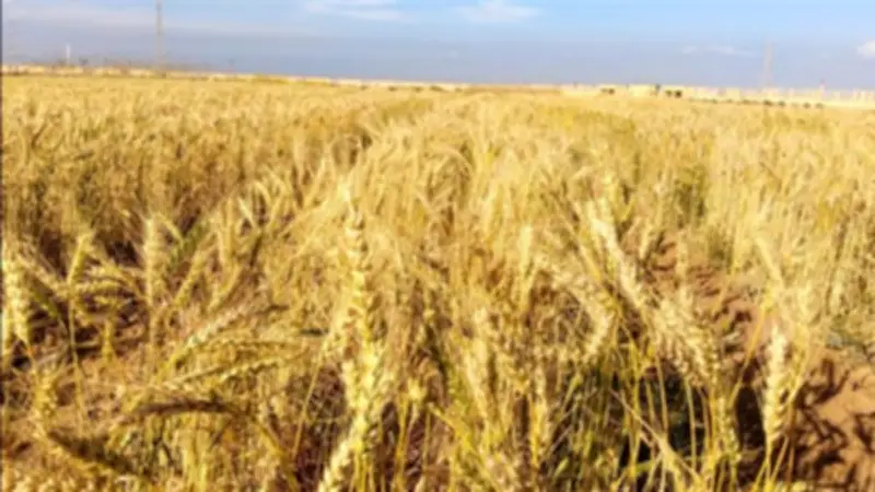 التموين توقف مواقع تخزين القمح بوقفة عرفات وأول أيام عيد الأضحى