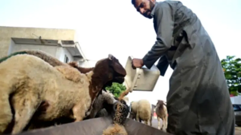 محظورات شراء الأضاحي لضمان أعلى جودة من جهاز حماية المستهلك