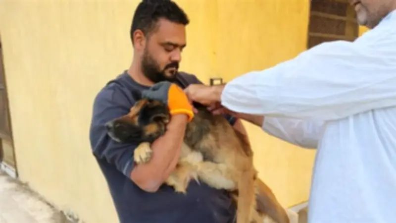 الطب البيطري بالإسماعيلية يواصل حملات تحصين الكلاب الحرة ضد السعار