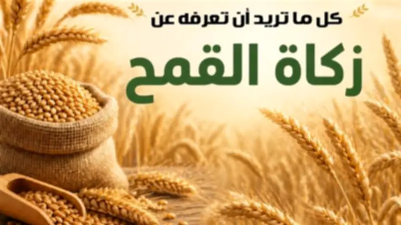 مركز الأزهر للفتوى يوضح أحكام زكاة القمح في موسم الحصاد
