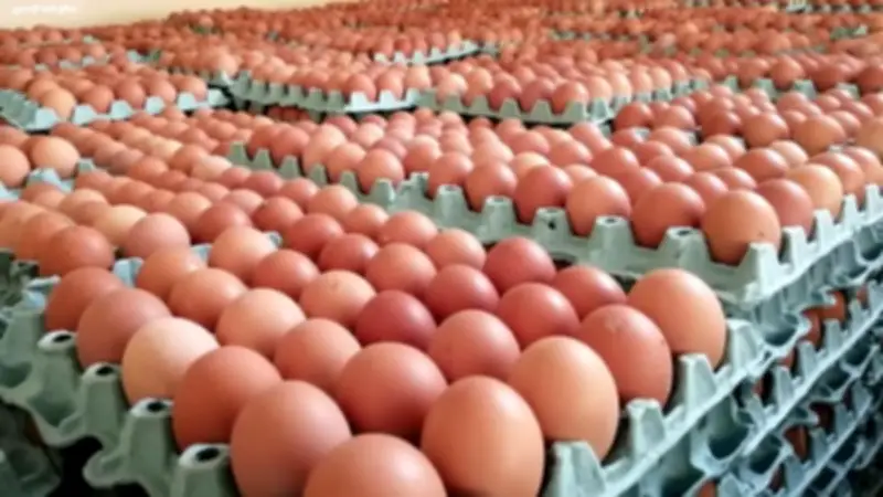 مصر تبدأ تصدير البيض للعالم.. البداية من العراق ومكاسب اقتصادية مفاجئة