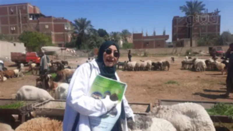 مدير الإرشاد البيطري بالإسماعيلية توضح كيفية اختيار الأضحية السليمة