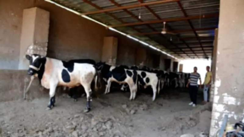 مشروع البتلو يضاعف إنتاج اللحوم ويمنع ذبح العجول الصغيرة