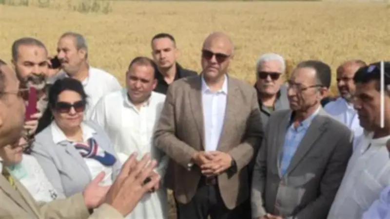 بدء موسم حصاد القمح في الإسكندرية بزيادة المساحات وإنتاج مبشر