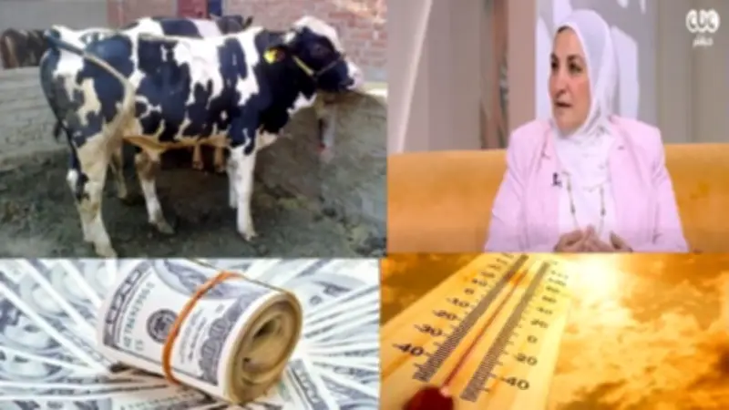 الأرصاد تكشف موعد انخفاض الحرارة ومفاجأة بأسعار الذهب والدولار واللحوم