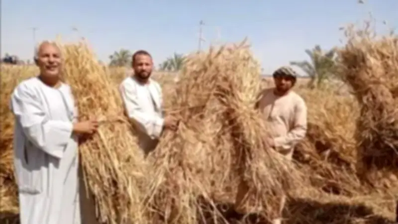 جدل أرباح محصول القمح في مصر بعد توبيخ وزير الزراعة لمهندس