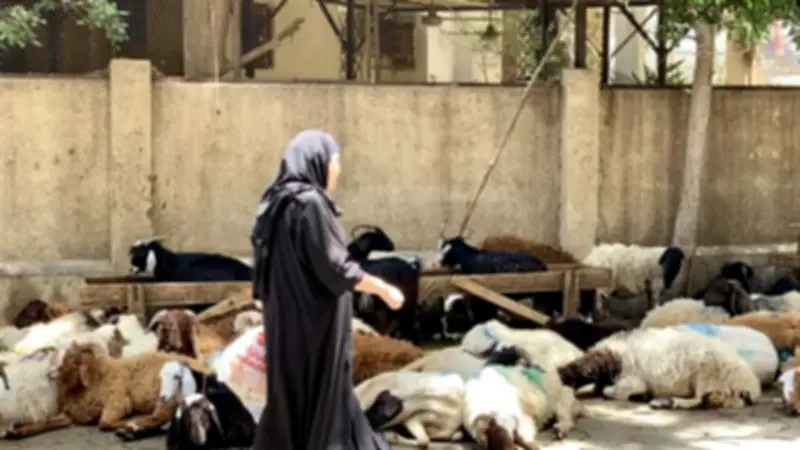 الكساد يضرب أسواق الماشية قبل عيد الأضحى بارتفاع الأسعار