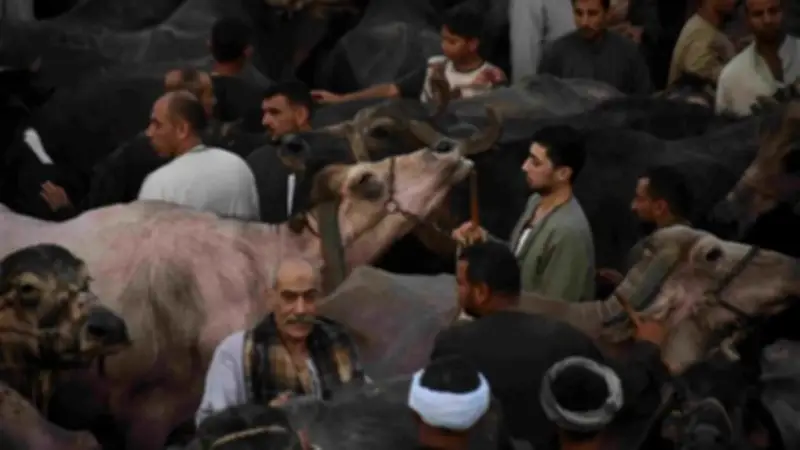 جولة في سوق الخميس: أسعار البقر والغنم قبل عيد الأضحى