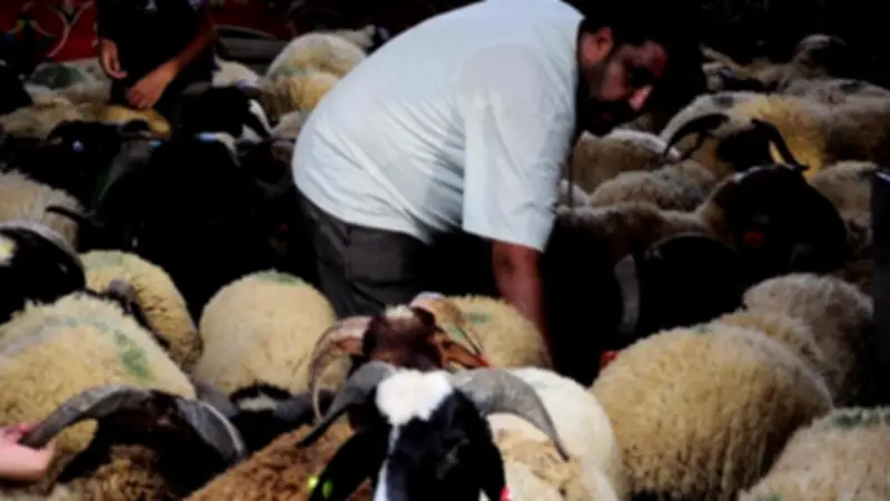 مركز الأزهر: يستحب للمضحي الإمساك عن قص الشعر والأظافر منذ دخول ذي الحجة