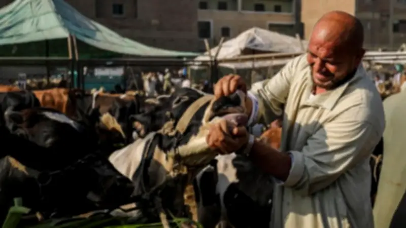 أسعار اللحوم في مصر تتفاوت قبل عيد الأضحى وشعبة القصابين تكشف مفاجأة