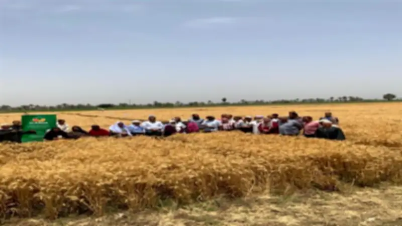 نجاح تجربة التسميد الميكروبي في خفض تكاليف إنتاج القمح