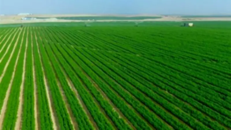 مشروع الدلتا الجديدة: مميزات ومحاصيل متوقعة لتعزيز الأمن الغذائي