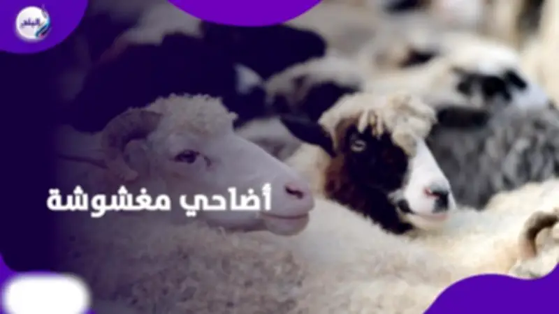 احذر قبل الشراء.. حيل تجار المواشي لزيادة وزن الأضحية