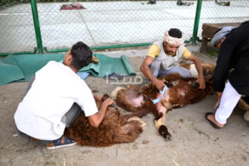 حكم إعطاء الجزار جزءاً من الأضحية كأجر: الشيخ وسام يحسم الجدل
