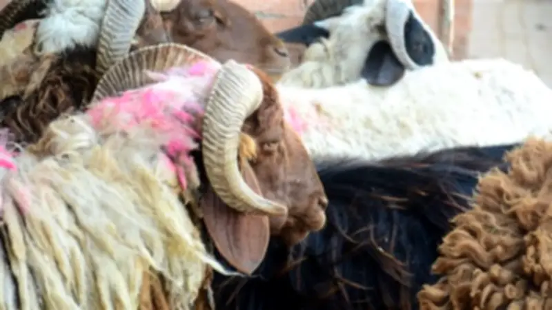 هل يجوز تحويل أموال الصدقات إلى أضحية؟ أمين الفتوى يوضح
