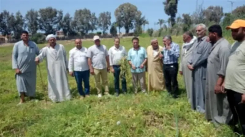 أزمة البطيخ تمتد من كفر الشيخ إلى البحيرة والمزارعون يطالبون بالتدخل