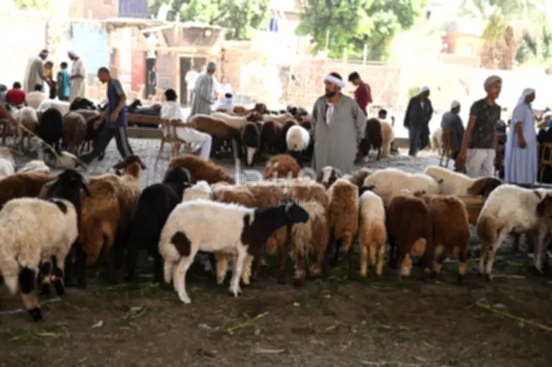 حكم إخراج الصدقات بصورة أضحية مع اقتراب العيد