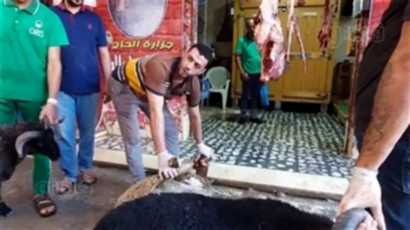 أمين الفتوى: صكوك الأضحية جائزة والذبح بالمنزل أفضل