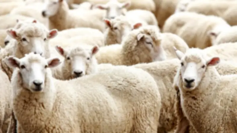 حكم ادخار لحوم الأضاحي وتوزيعها على مدار العام.. الإفتاء تجيب