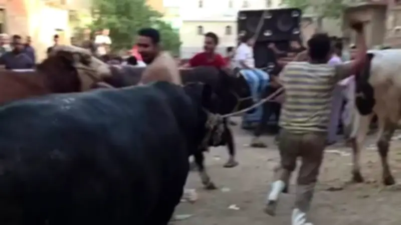 عادات الجزارين في الفيوم قبل عيد الأضحى: جولات بالعجول وأسعار متفاوتة