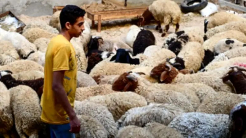 سعر الخروف اليوم في الأسواق.. اعرف الأضحية بتبدأ من كام