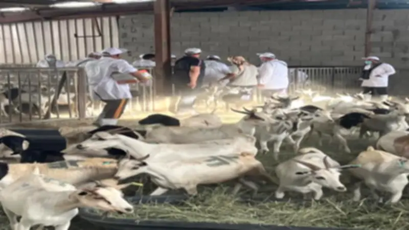 البعثة البيطرية المصرية تبدأ الإشراف على الهدي والأضاحي في السعودية