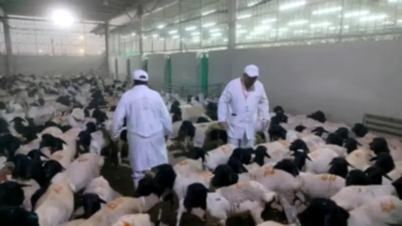 بدء أعمال البعثة البيطرية المصرية للإشراف على الهدي والأضاحي بالسعودية