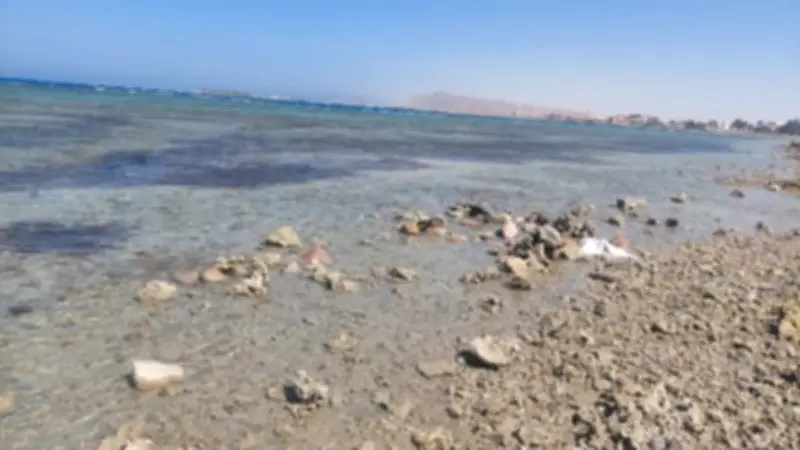 انحسار مياه البحر يكشف مساحات شاسعة من قاع شاطئ الجبيل بالطور