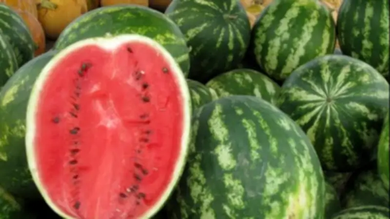 التغيرات المناخية تهدد المحاصيل الزراعية في مصر.. البطيخ والطماطم الأكثر تضررًا