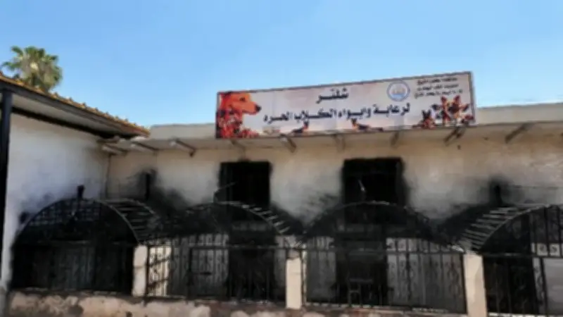 محافظ كفر الشيخ يعلن خطة لمواجهة الكلاب الحرة بشلاتر إيواء وتعقيم