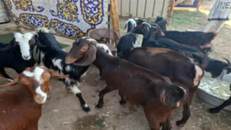 شوادر وزارة الزراعة لبيع أضاحي العيد بالمحافظات وأسعار الكيلو قائم