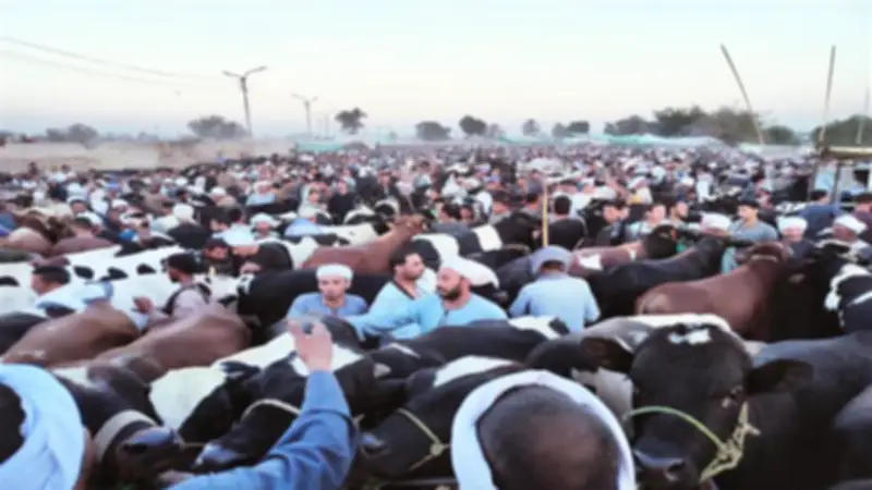 الضأن يتفوق على الأبقار في أسعار الأضاحي بالمنيا قبل العيد