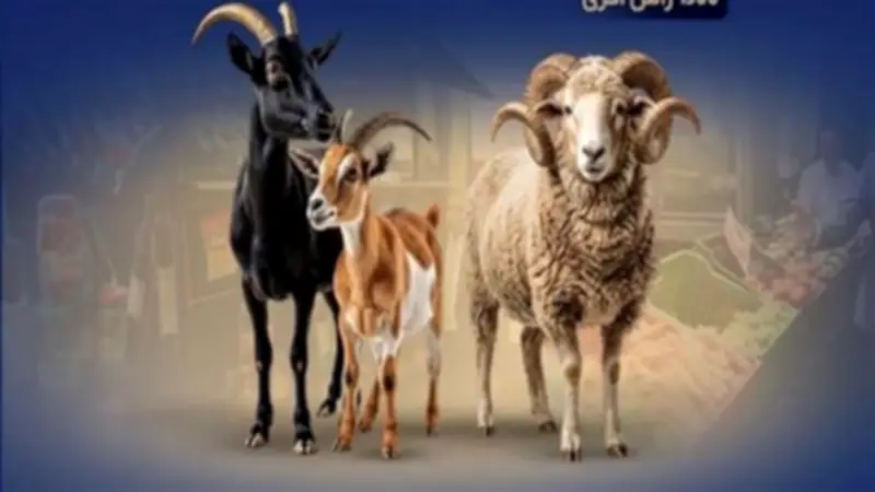 بالأرقام.. استعدادات التموين لاستقبال عيد الأضحى المبارك