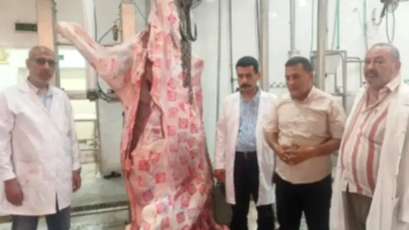 مجزر شبين الكوم المطور جاهز لاستقبال الأضاحي في عيد الأضحى
