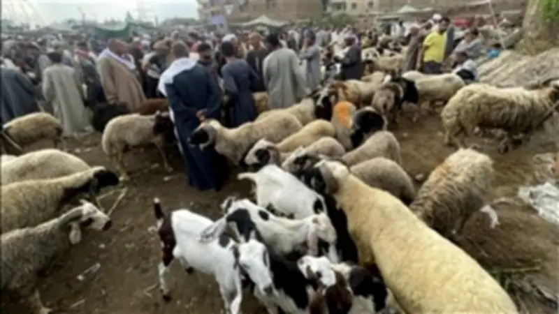 احذري رؤية الطفل لمشاهد ذبح الأضحية في العيد