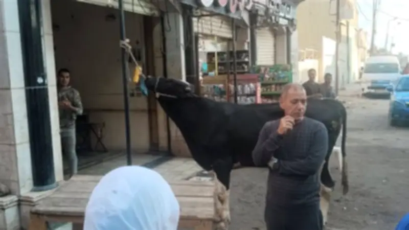اصطفاف أهالي الإسكندرية لذبح الأضاحي بمحلات الجزارة في أول أيام عيد الأضحى
