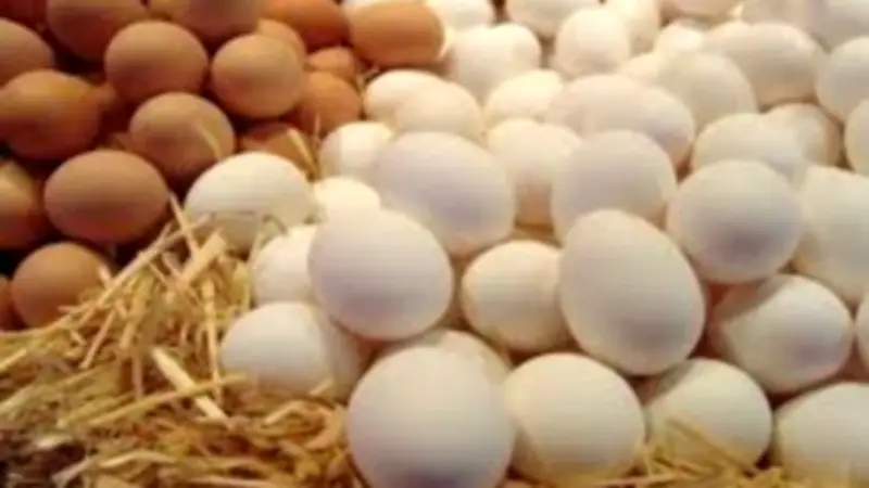 تراجع جديد في أسعار البيض اليوم بالأسواق بعد عيد الأضحى